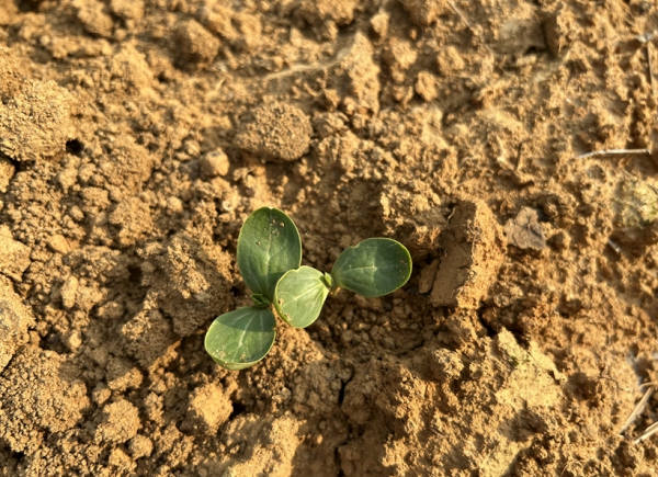 測定土壤碳氮比的意義在于哪里？土壤總有機(jī)碳檢測儀的原理